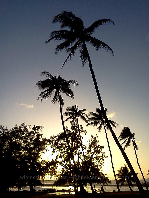 coconut palms at sunset (Cocos nucifera) [Po'ipu Beach Park, Po'ipu, Kaua'i, Hawaii]