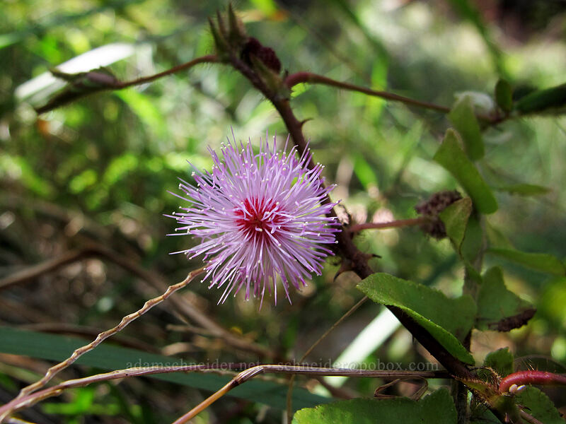 sensitive plant (Mimosa pudica) ['Okolehao Trail, Hanalei, Kaua'i, Hawaii]