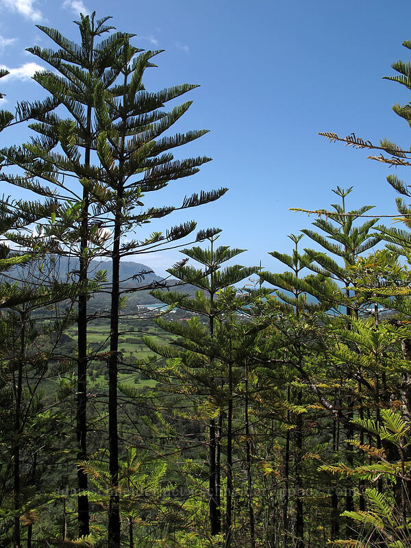 Cook pines (Araucaria columnaris) ['Okolehao Trail, Hanalei, Kaua'i, Hawaii]