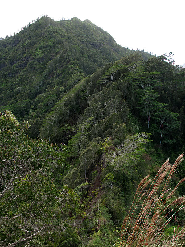 Pu'u Ki & Hihimanu [Hihimanu Trail, Hanalei, Kaua'i, Hawaii]