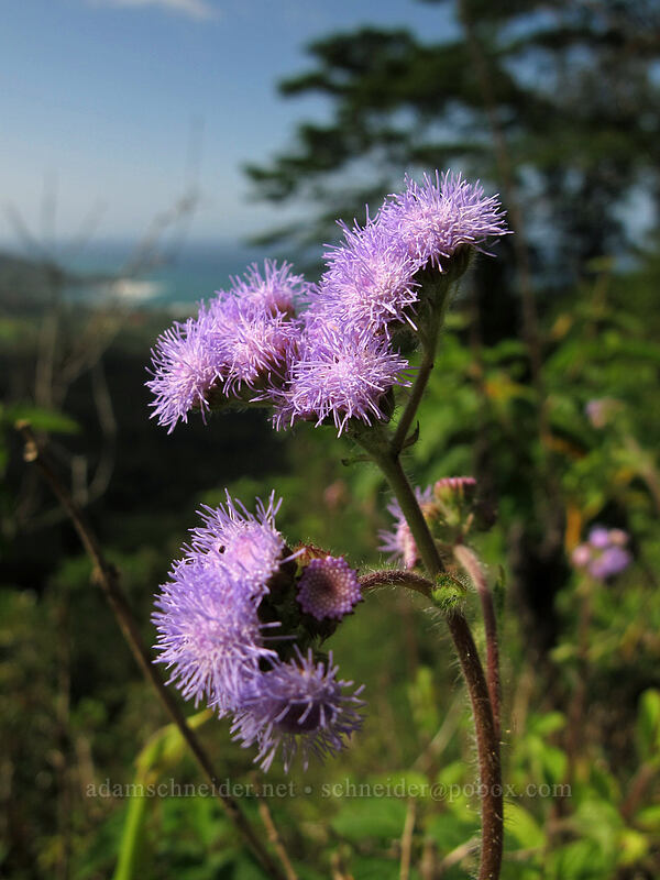 flossflower (maile honohono) (Ageratum houstonianum (Ageratum mexicanum)) [Hihimanu Trail, Hanalei, Kaua'i, Hawaii]