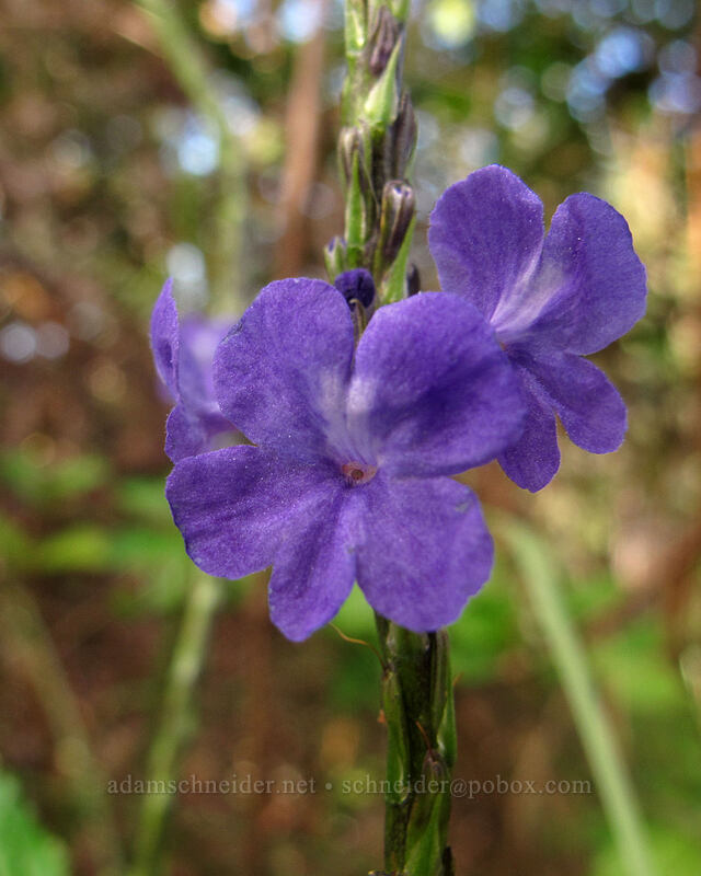 blue snakeweed (Stachytarpheta cayennensis) [Hihimanu Trail, Hanalei, Kaua'i, Hawaii]