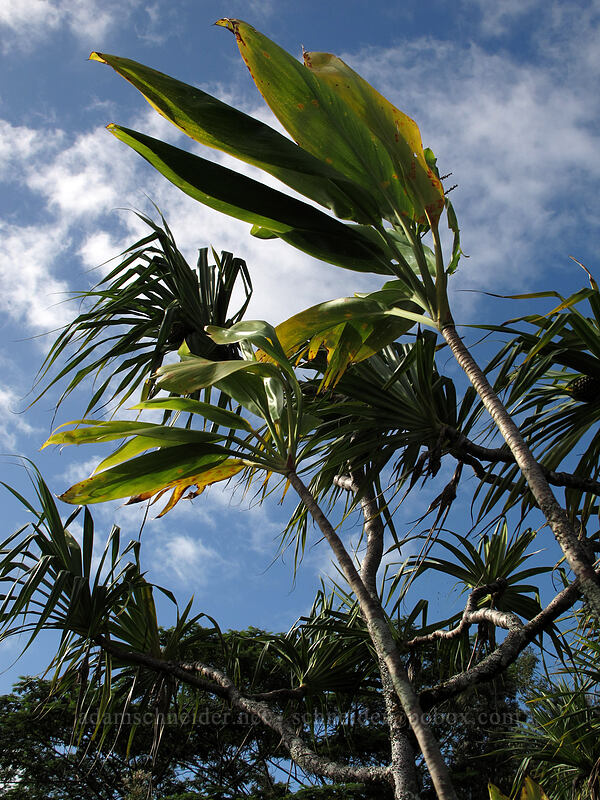 ti & hala (Cordyline fruticosa, Pandanus tectorius) [Hihimanu Trail, Hanalei, Kaua'i, Hawaii]