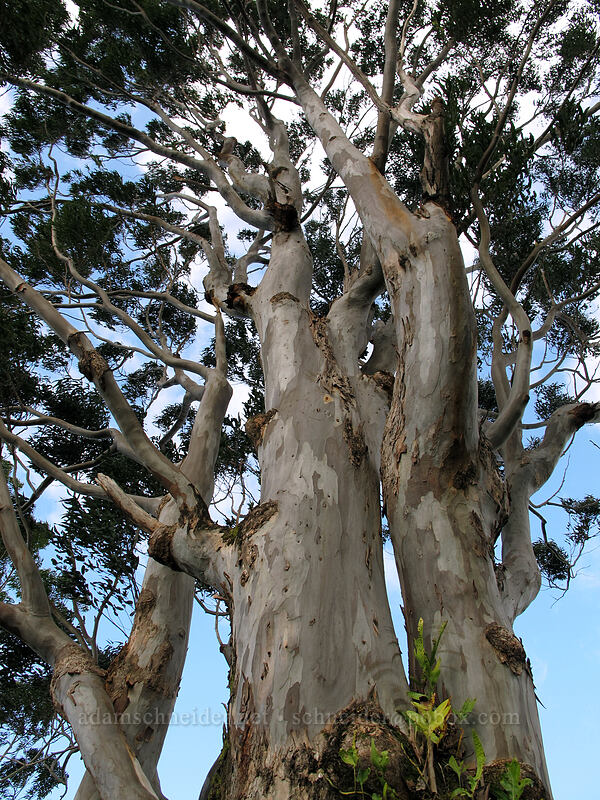 gum tree (Eucalyptus sp.) ['Okolehao Trail, Hanalei, Kaua'i, Hawaii]