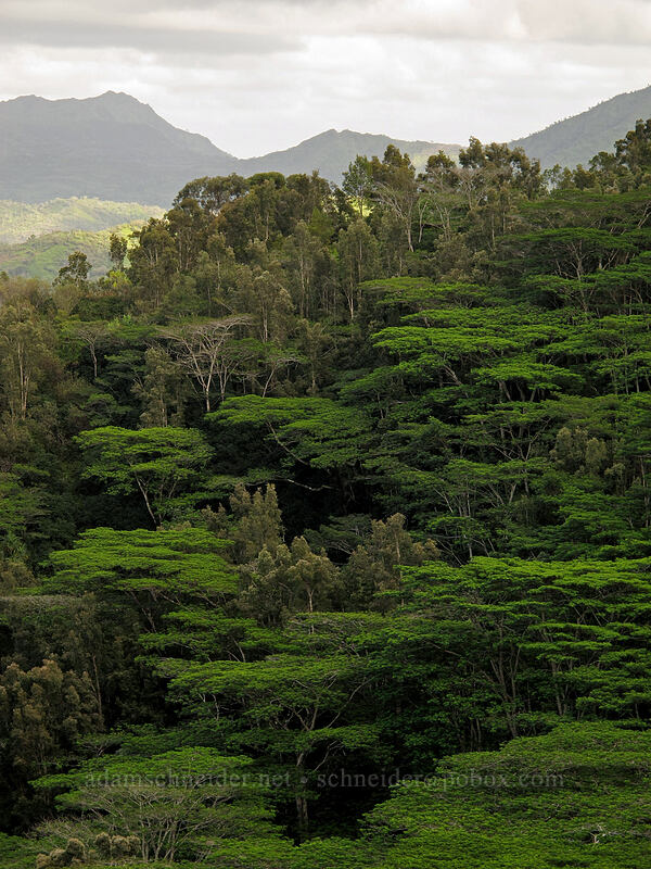 albizia trees (Falcataria moluccana) ['Okolehao Trail, Hanalei, Kaua'i, Hawaii]