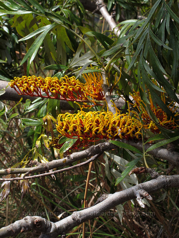 silky-oak flowers (Grevillea robusta) [Lolo Vista, Na Pali-Kona Forest Reserve, Kaua'i, Hawaii]