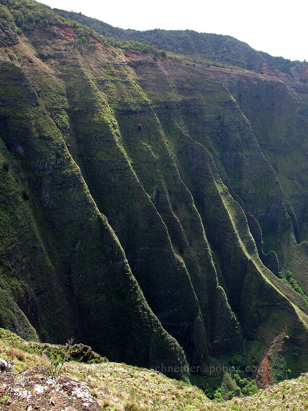 Nu'alolo Valley [Awa'awapuhi Vista, Na Pali-Kona Forest Reserve, Kaua'i, Hawaii]