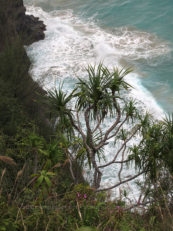 hala & surf (Pandanus tectorius) [Kalalau Trail, Ha'ena State Park, Kaua'i, Hawaii]
