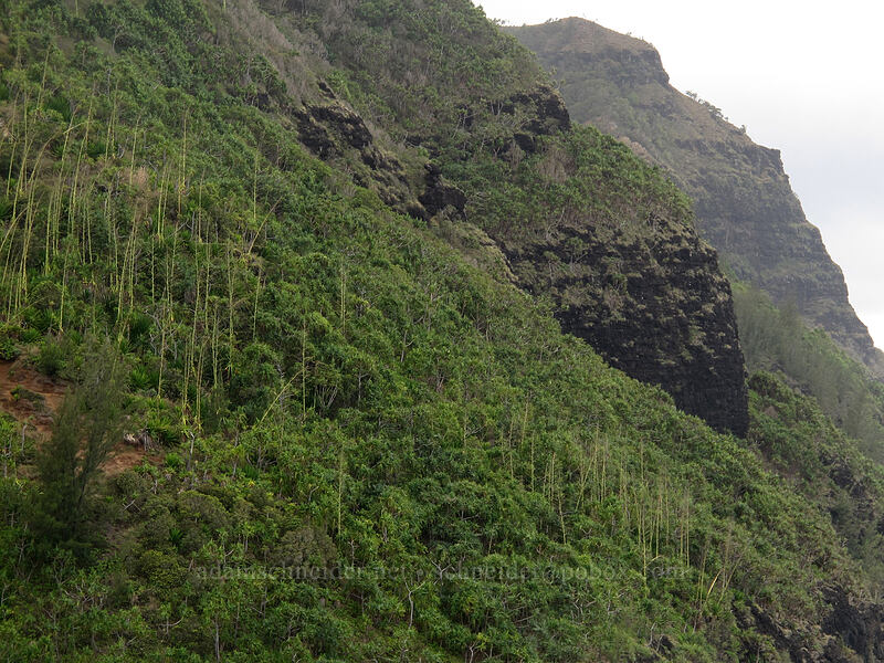 sisal stalks beyond Hanakapi'ai (Agave sisalana) [Kalalau Trail, Na Pali Coast State Park, Kaua'i, Hawaii]