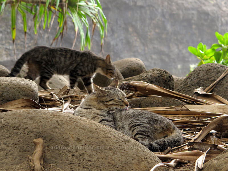 two feral cats (Felis catus) [Hanakapi'ai Beach, Na Pali Coast State Park, Kaua'i, Hawaii]