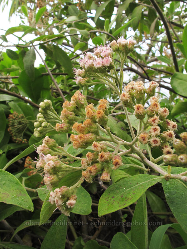 sourbush (Pluchea carolinensis) [Kalalau Trail, Na Pali Coast State Park, Kaua'i, Hawaii]