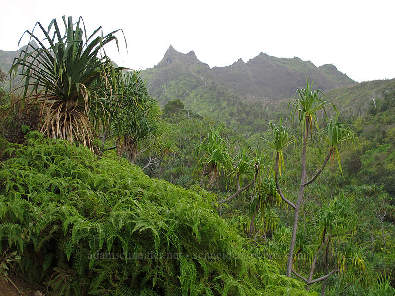 uluhe (forked ferns) & hala below Mauna Puluo (Pandanus tectorius, Dicranopteris linearis) [Kalalau Trail, Na Pali Coast State Park, Kaua'i, Hawaii]