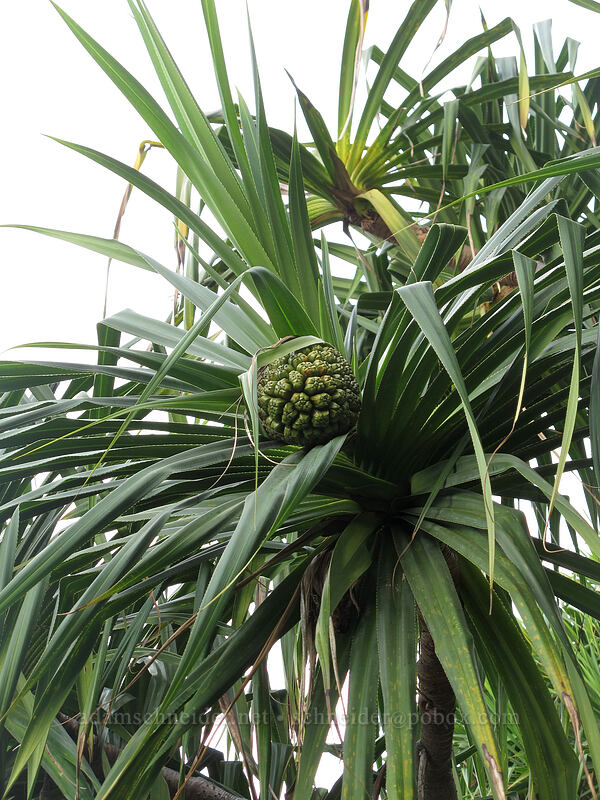 hala fruit (Pandanus tectorius) [Kalalau Trail, Ha'ena State Park, Kaua'i, Hawaii]