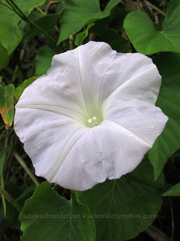 morning glory (Ipomoea sp.) [Kalalau Trail, Ha'ena State Park, Kaua'i, Hawaii]
