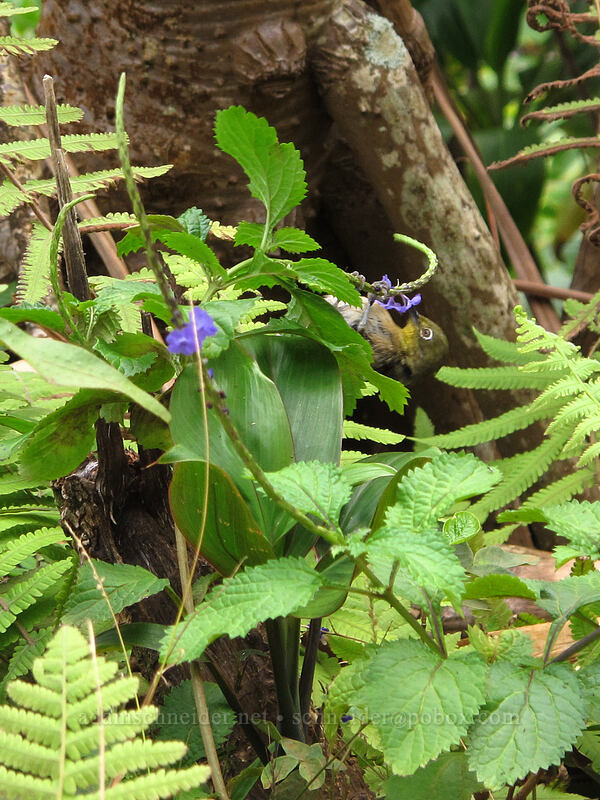 bird (honeycreeper?) sipping nectar from snakeweed (Stachytarpheta cayennensis) [Kalalau Trail, Ha'ena State Park, Kaua'i, Hawaii]