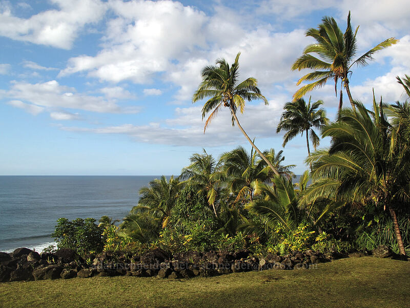 coconut palms at Ka 'Ulu o Pa'oa Heiau (Cocos nucifera) [above Ke'e Beach, Ha'ena State Park, Kaua'i, Hawaii]