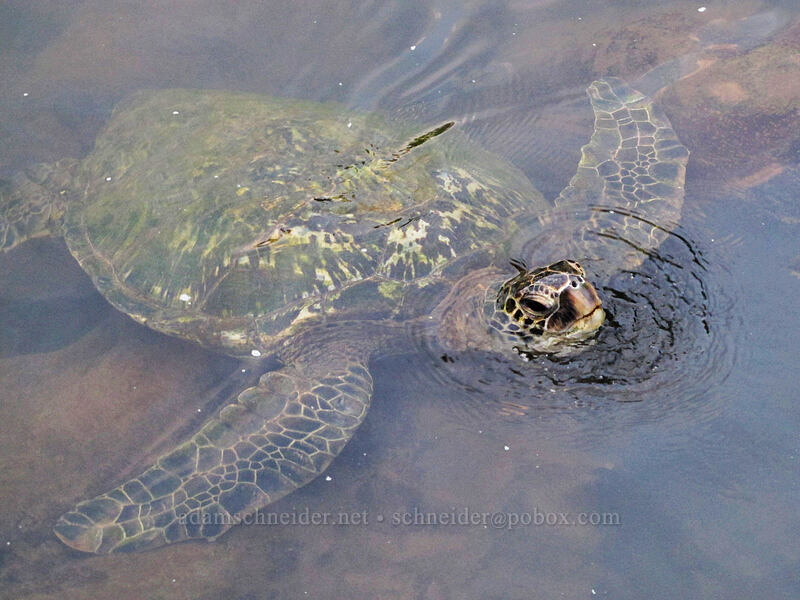 green sea turtle (Chelonia mydas) [Koloa Landing, Po'ipu, Kaua'i, Hawaii]