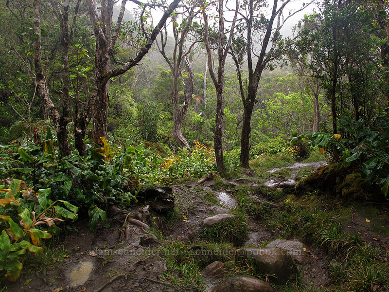 muddy trail [Alaka'i Swamp Trail, Na Pali-Kona Forest Reserve, Kaua'i, Hawaii]