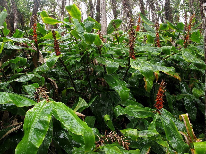 kahili ginger (Hedychium gardnerianum) [Alaka'i Swamp Trail, Na Pali-Kona Forest Reserve, Kaua'i, Hawaii]