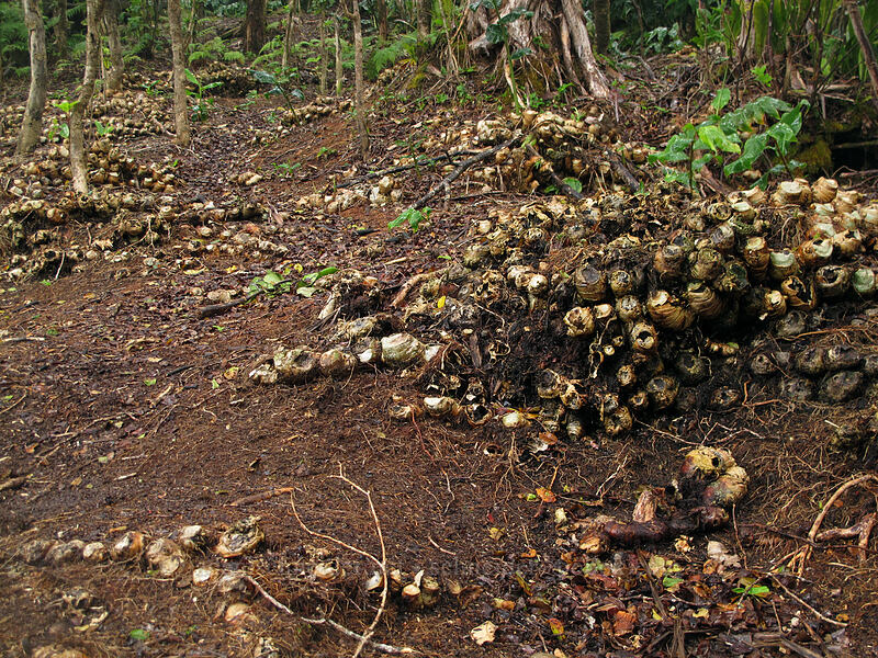 ginger roots running rampant (Hedychium gardnerianum) [Alaka'i Swamp Trail, Na Pali-Kona Forest Reserve, Kaua'i, Hawaii]