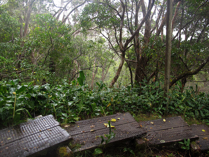 descending into the swamp [Alaka'i Swamp Trail, Na Pali-Kona Forest Reserve, Kaua'i, Hawaii]