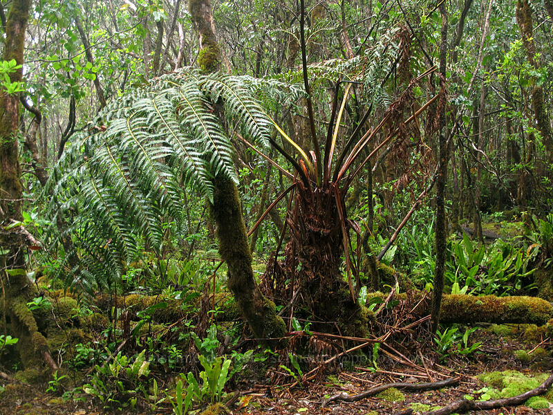 tree fern (hapu'u) (Cibotium sp.) [Alaka'i Swamp Trail, Na Pali-Kona Forest Reserve, Kaua'i, Hawaii]
