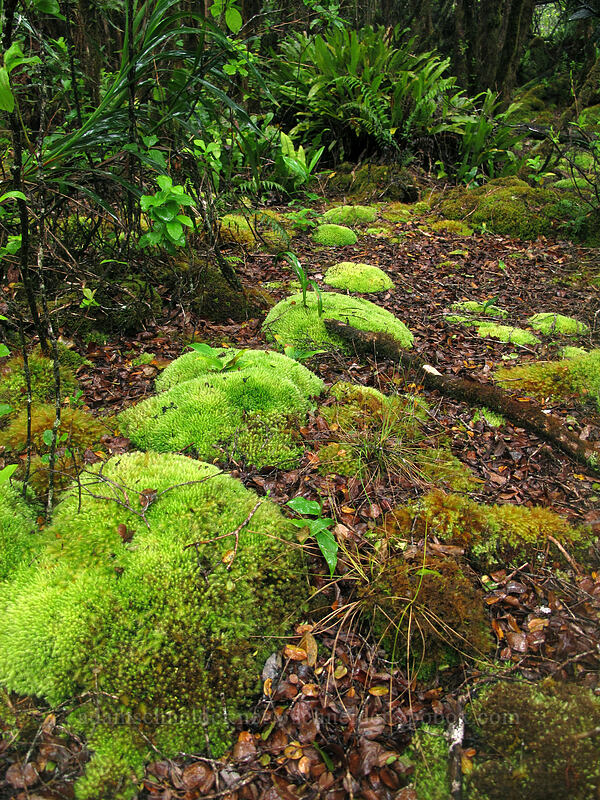 pillows of moss [Alaka'i Swamp Trail, Na Pali-Kona Forest Reserve, Kaua'i, Hawaii]