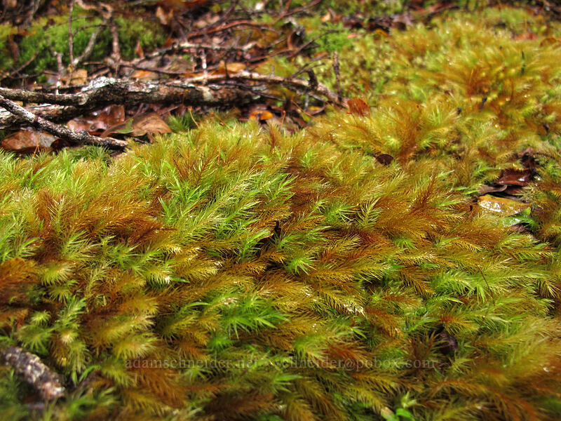 moss close-up [Alaka'i Swamp Trail, Na Pali-Kona Forest Reserve, Kaua'i, Hawaii]