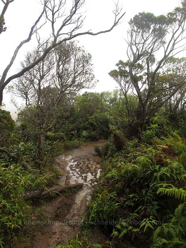 muddy trail [Pihea Trail, Na Pali-Kona Forest Reserve, Kaua'i, Hawaii]
