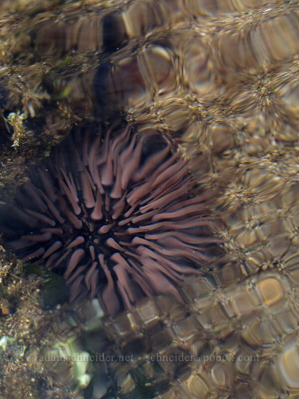 pale rock-boring urchin ('ina 'ula), refracted (Echinometra mathaei) [Salt Pond Beach Park, Hanapepe, Kaua'i, Hawaii]