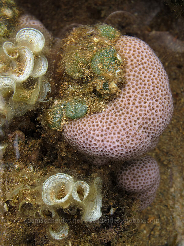 ear seaweed & lobe coral (Padina japonica, Porites lobata) [Salt Pond Beach Park, Hanapepe, Kaua'i, Hawaii]