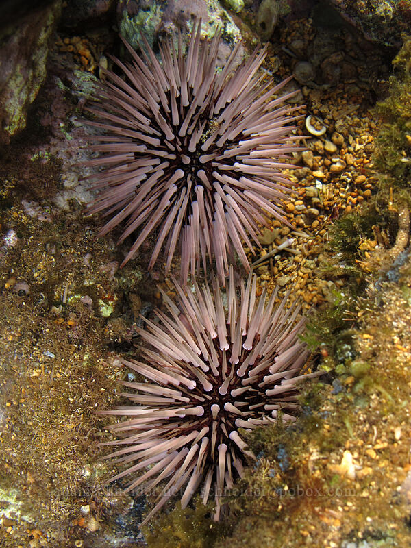 pale rock-boring urchins ('ina 'ula) (Echinometra mathaei) [Salt Pond Beach Park, Hanapepe, Kaua'i, Hawaii]