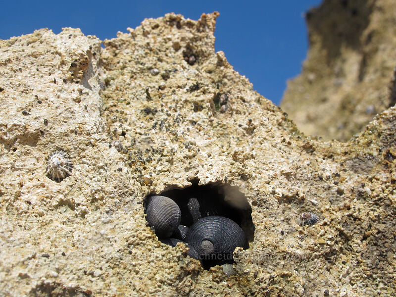 black nerites (pipipi) (Nerita picea) [Salt Pond Beach Park, Hanapepe, Kaua'i, Hawaii]