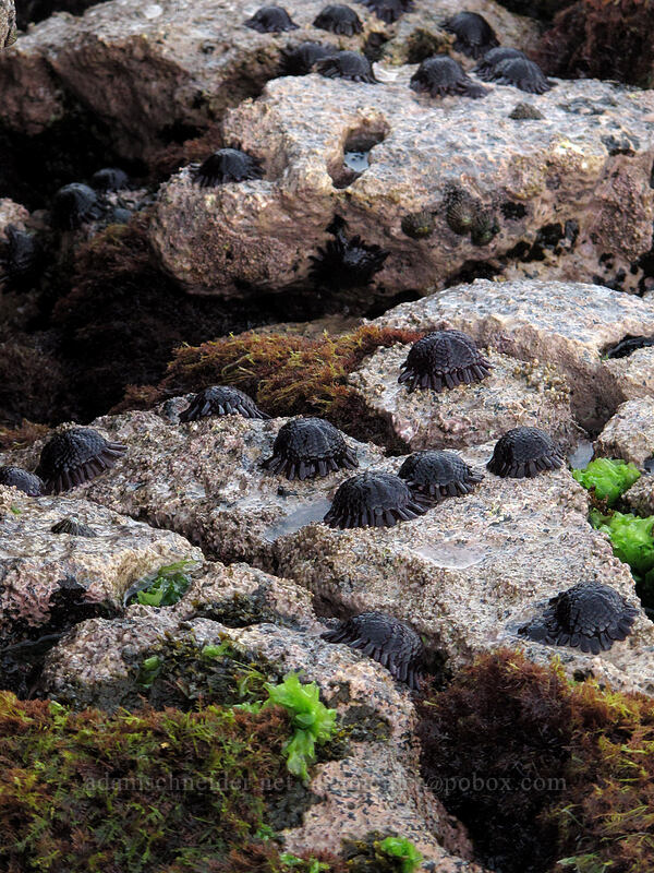 shingle urchins (ha'uke'uke) (Colobocentrotus atratus) [Brennecke's Beach, Po'ipu, Kaua'i, Hawaii]