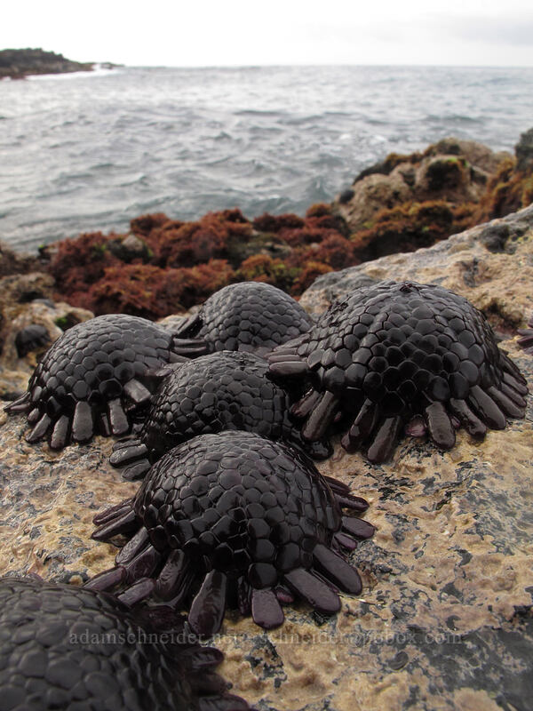 shingle urchins (ha'uke'uke) (Colobocentrotus atratus) [Brennecke's Beach, Po'ipu, Kaua'i, Hawaii]