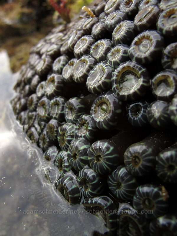zoanthids (Protopalythoa sp.) [Brennecke's Beach, Po'ipu, Kaua'i, Hawaii]