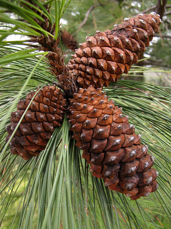 ponderosa pine cones (Pinus ponderosa) [The Labyrinth, Klickitat County, Washington]