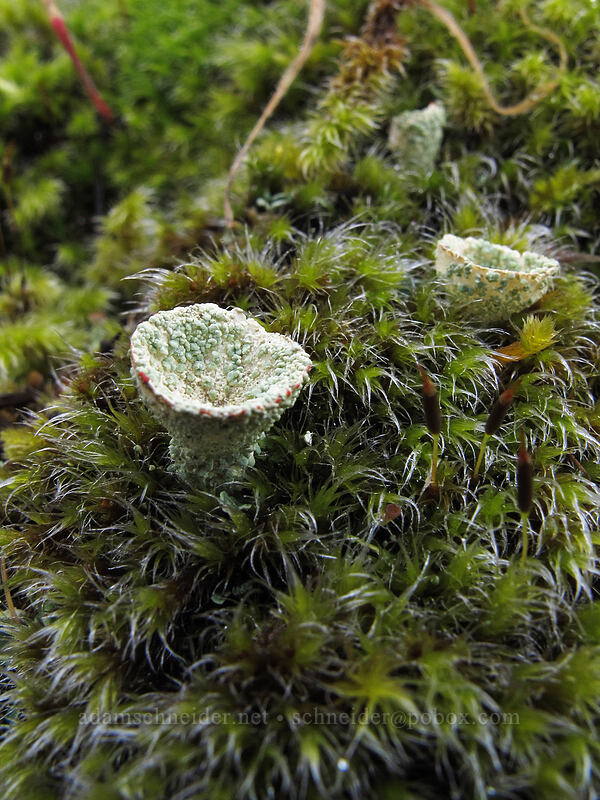 cup lichen & moss (Cladonia sp.) [The Labyrinth, Klickitat County, Washington]