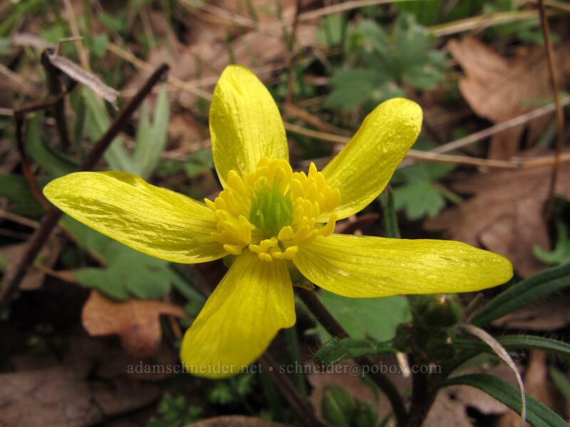 western buttercup (f8.0) (Ranunculus occidentalis) [The Labyrinth, Klickitat County, Washington]