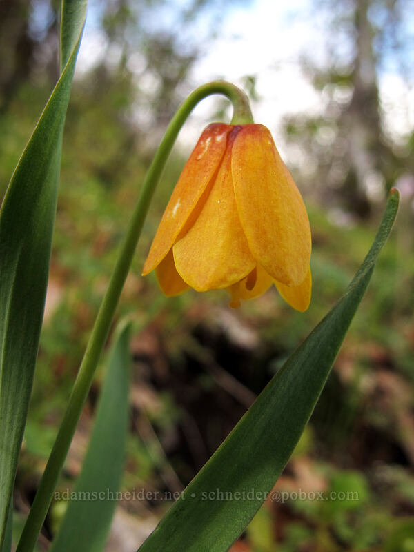 yellow bells (Fritillaria pudica) [Columbia Hills N.A.P., Klickitat County, Washington]