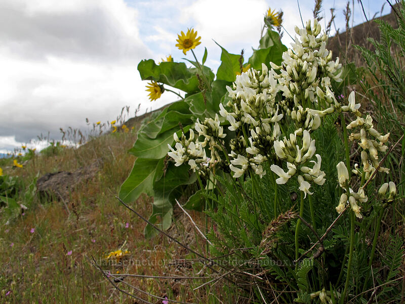 Yakima milk-vetch (Astragalus reventiformis) [Columbia Hills N.A.P., Klickitat County, Washington]