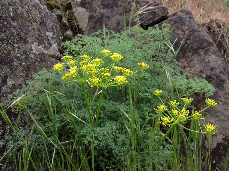 pungent desert parsley (Lomatium papilioniferum (Lomatium grayi)) [Horsethief Butte, Klickitat County, Washington]