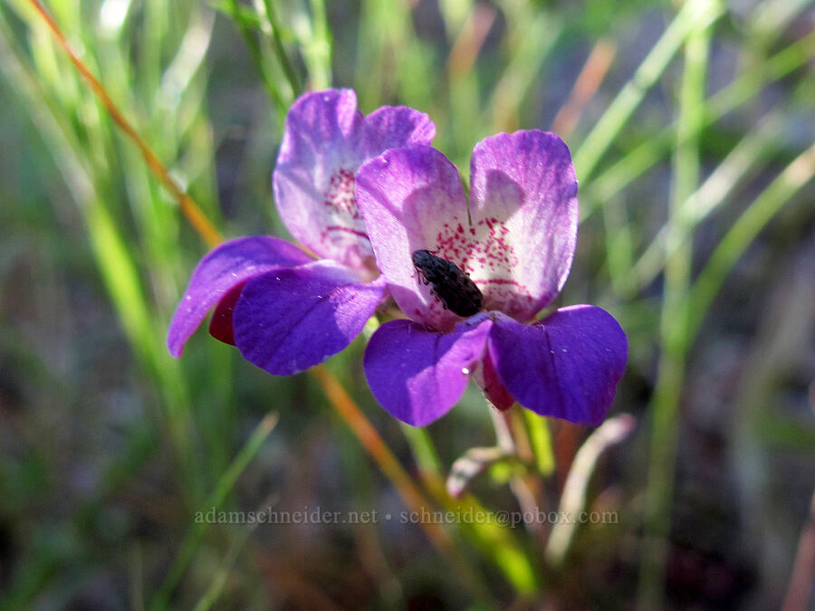 purple chinese houses (Collinsia heterophylla) [Juniper Canyon Trail, Pinnacles National Park, San Benito County, California]