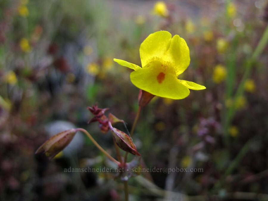 monkeyflower (Erythranthe sp. (Mimulus sp.)) [Juniper Canyon Trail, Pinnacles National Park, San Benito County, California]