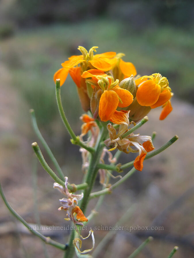 orange wallflower (Erysimum capitatum) [Juniper Canyon Trail, Pinnacles National Park, San Benito County, California]