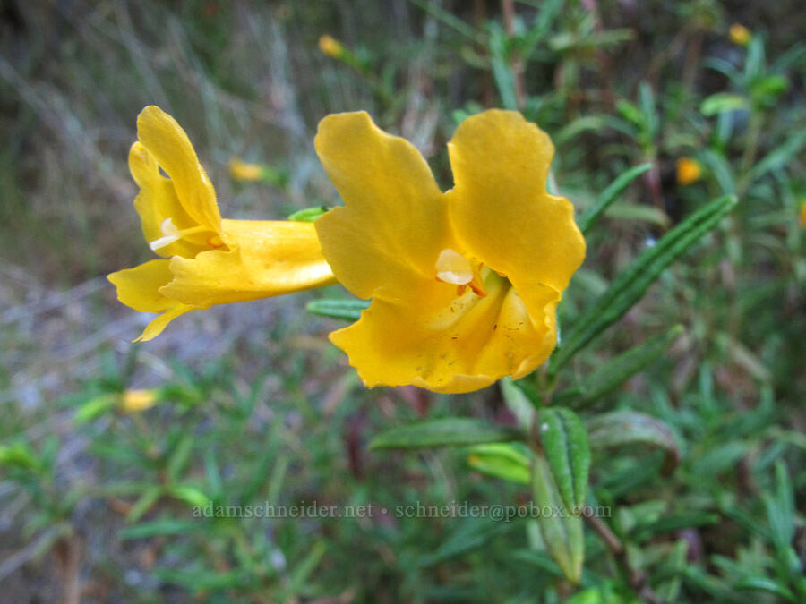 sticky monkeyflower (Diplacus aurantiacus (Mimulus aurantiacus)) [Juniper Canyon Trail, Pinnacles National Park, San Benito County, California]