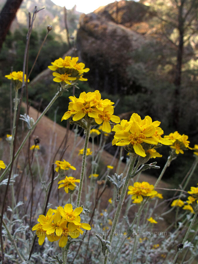 golden yarrow (Eriophyllum confertiflorum var. confertiflorum) [Juniper Canyon Trail, Pinnacles National Park, San Benito County, California]