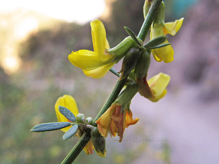deerweed (California broom) (Acmispon glaber (Lotus scoparius)) [Juniper Canyon Trail, Pinnacles National Park, San Benito County, California]