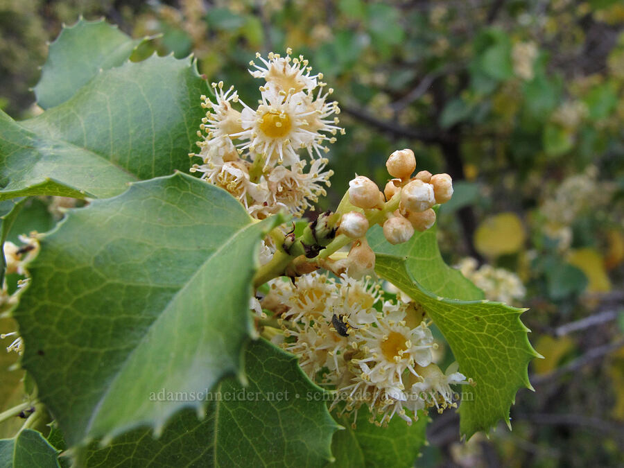holly-leaf cherry (Prunus ilicifolia) [Juniper Canyon Trail, Pinnacles National Park, San Benito County, California]