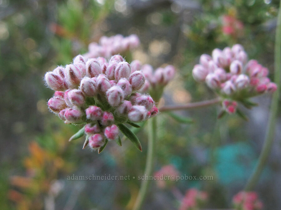 buckwheat (Eriogonum sp.) [Juniper Canyon Trail, Pinnacles National Park, San Benito County, California]
